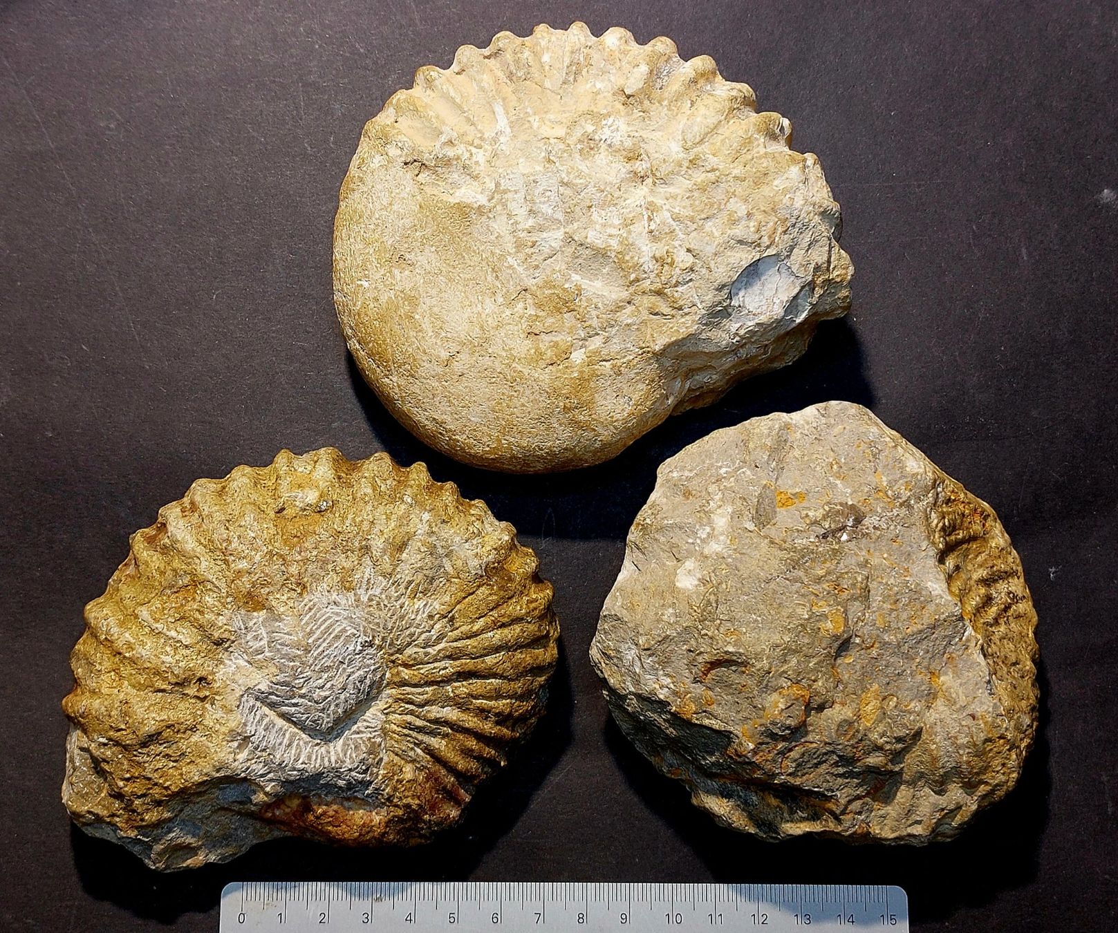 Fossilien: dreier Lot Ammoniten aus Marokko – Gebraucht aus Thal von wicko 1