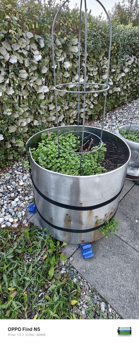 Pots de fleurs: Blummentopf ( ca52cm) – D'occasion à stallikon par Dalacoke 1