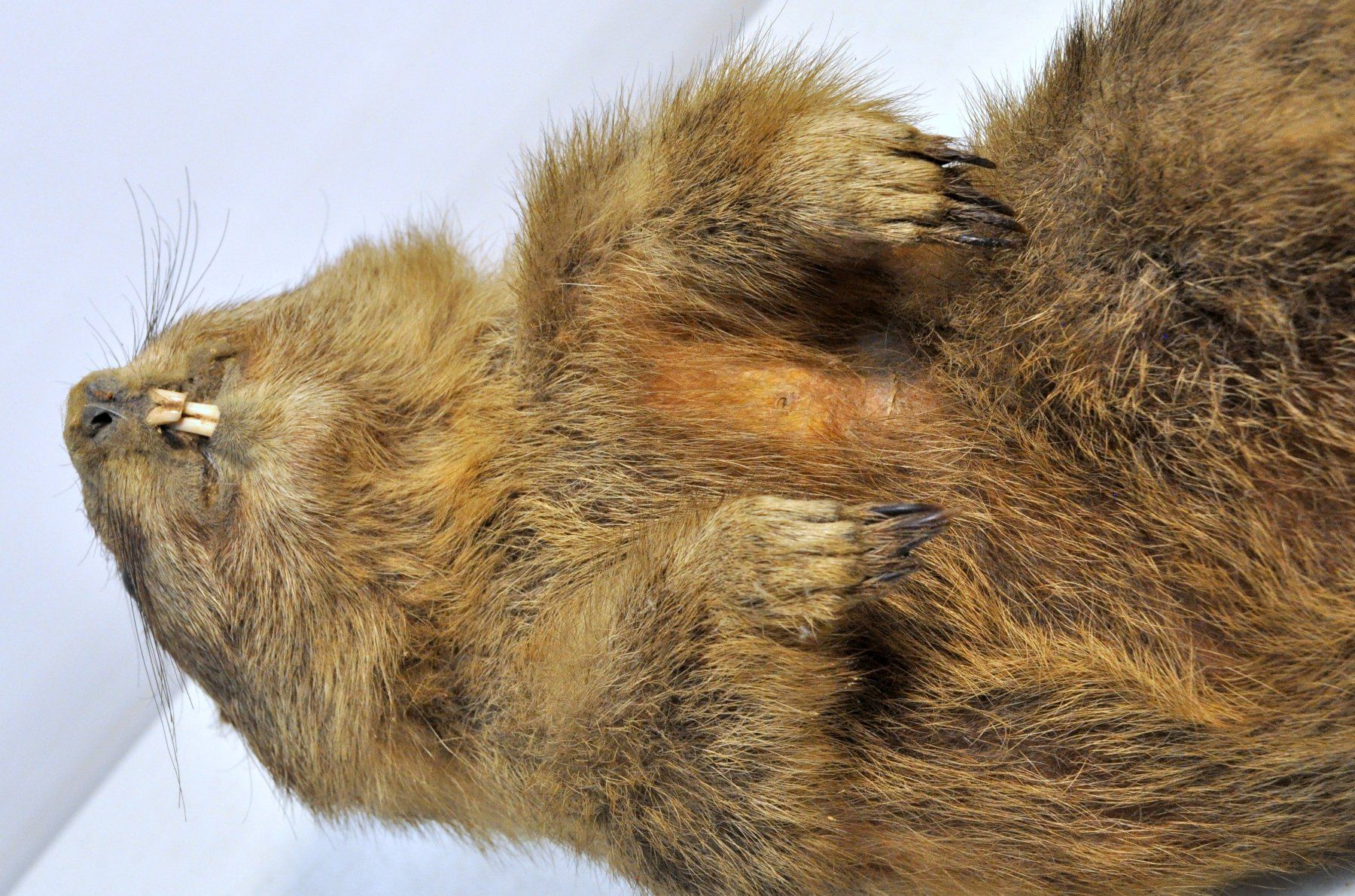 Monde des animaux: Marmotte naturalisée – D'occasion à Neuchâtel par Neuchatel 9