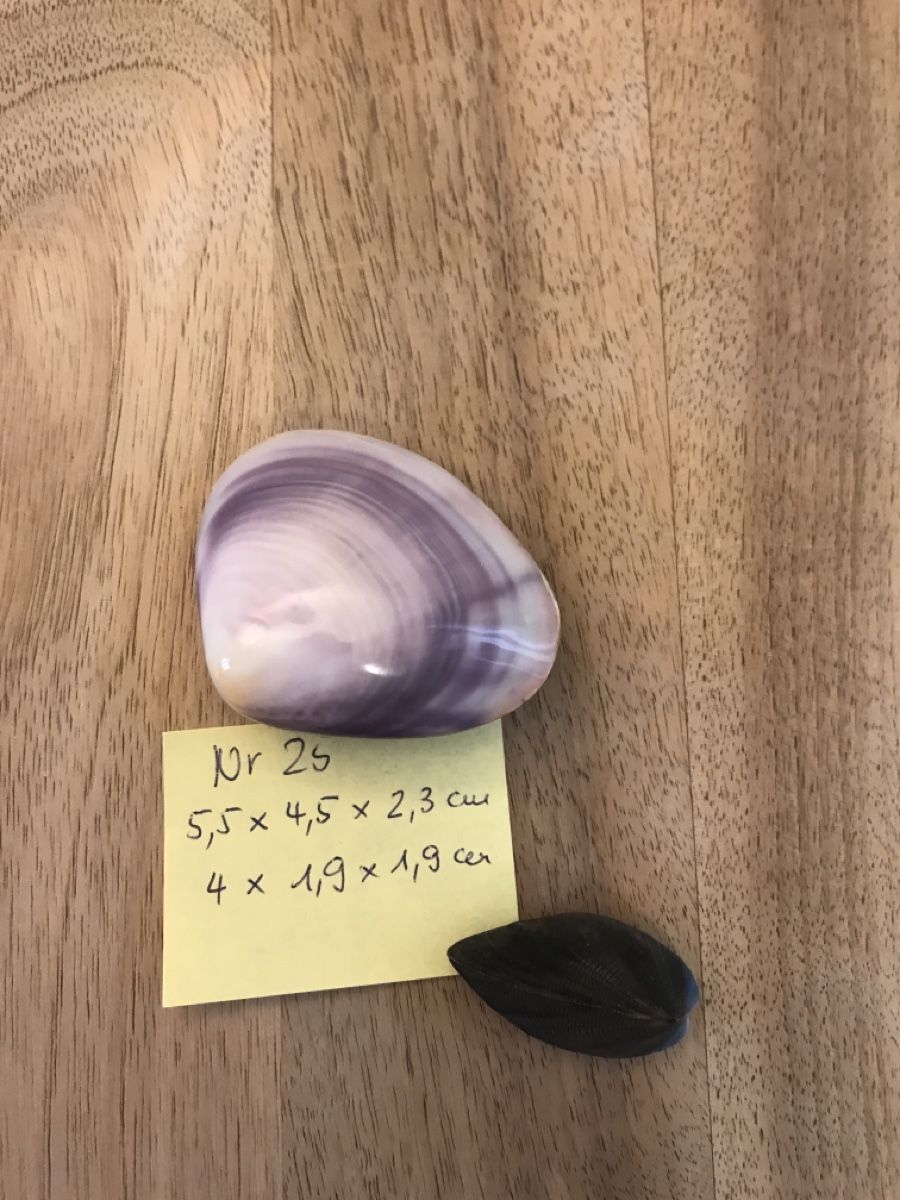 Fossilien: Muscheln 2 Stück, geschlossen – Gebraucht aus Thalwil von mabara42 4
