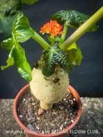 Jatropha Podagrica - sehr robuste Caudex-Schönheit