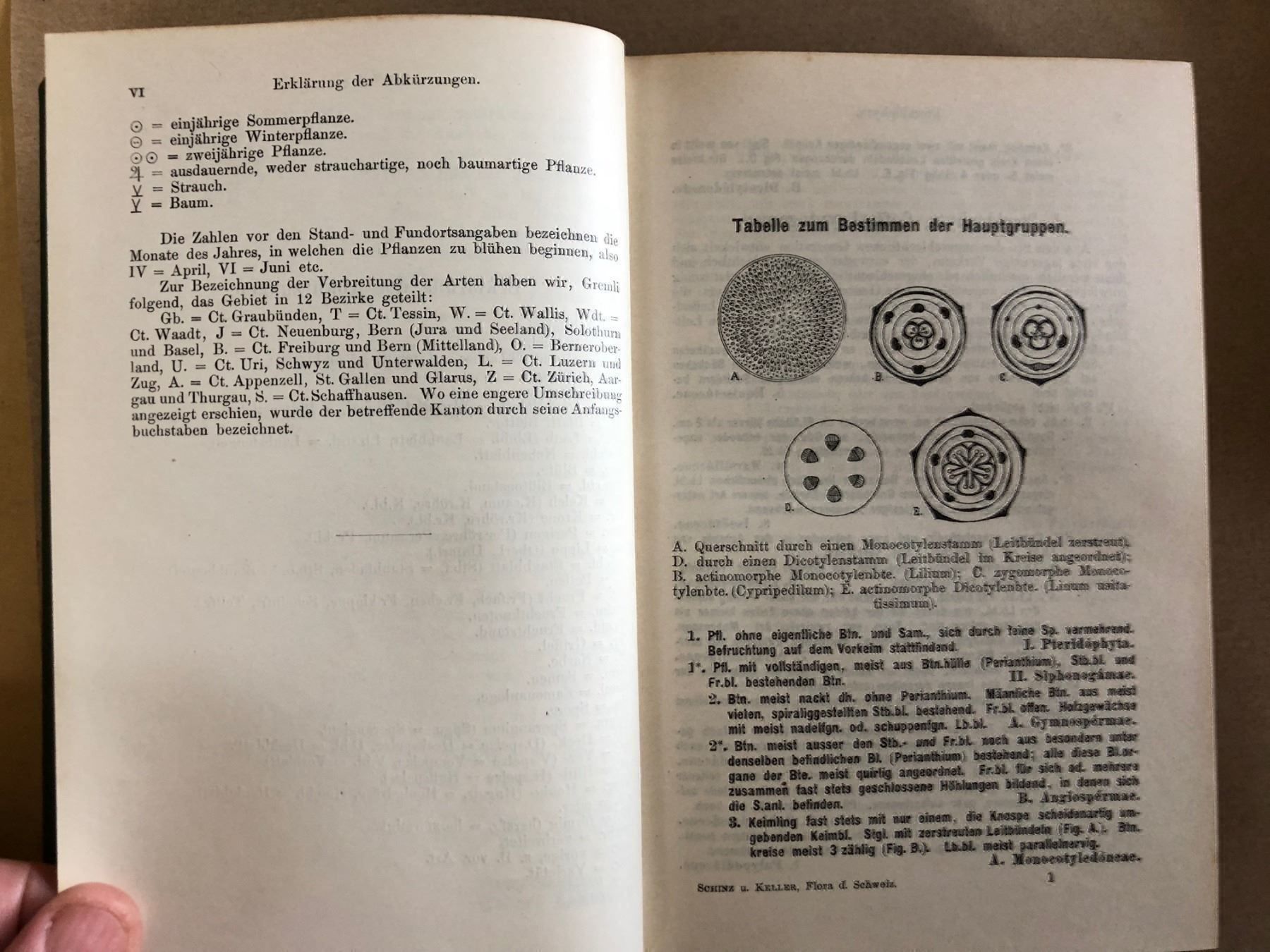 Bücher: H. Schinz/R. Keller: Flora der Schweiz – Gebraucht aus Zürich von allp 2