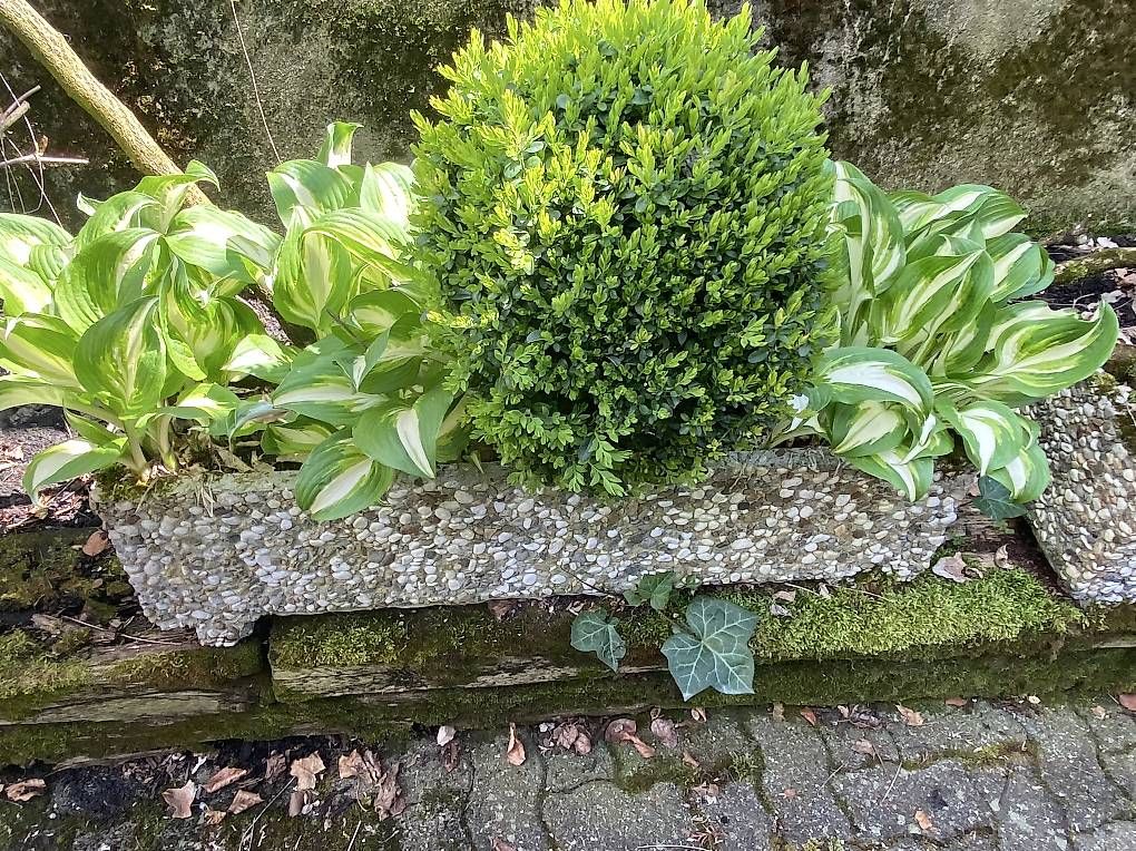 Vasi per fiori: Blumenkiste bepflanzt – Usato da Bürglen TG venduto da jap_dcm6