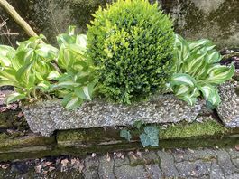 Blumenkiste bepflanzt