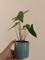 Alocasia Tigrina Superba in Hydrokultur 