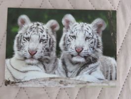 Junger Tiger,  Raubkatze, Katze, Zoo, ungelaufen