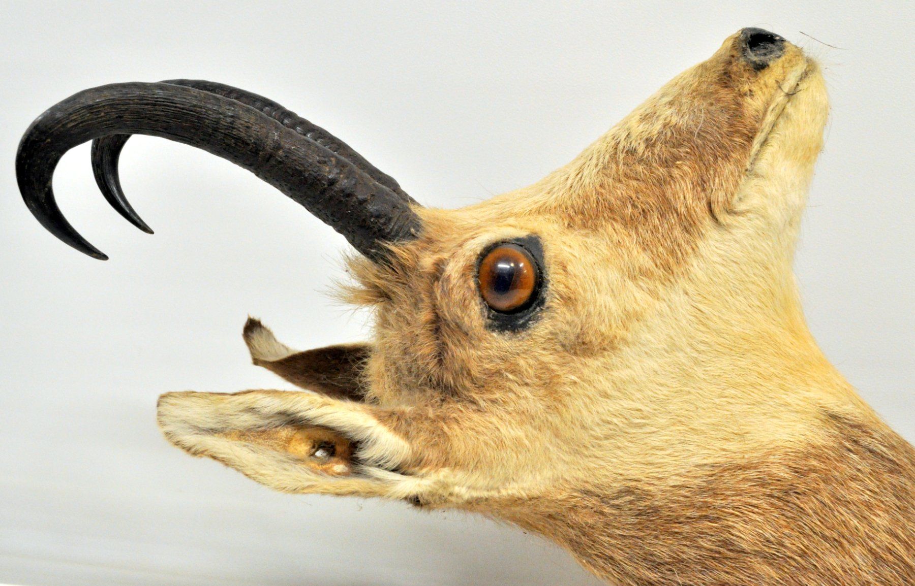 Il mondo degli animali: Tête de chamois naturalisée – Usato da Neuchâtel venduto da Neuchatel 4