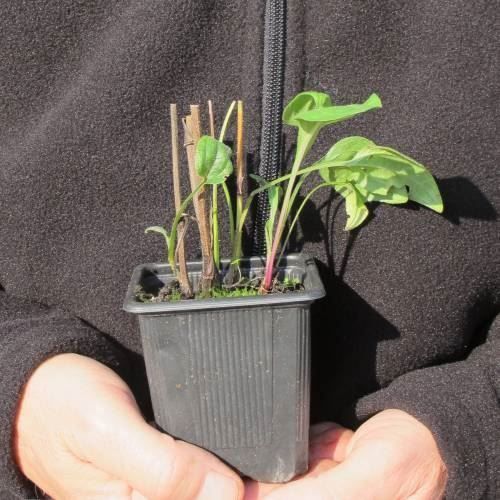 Plantes & graines: Echinacée jaune  2 plants – D'occasion à Bremblens par FIBONACCI369 2