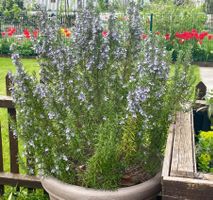 ROSMARIN (SALVIA ROSMARINUS) AUS DER PROVENCE - WINTERHART