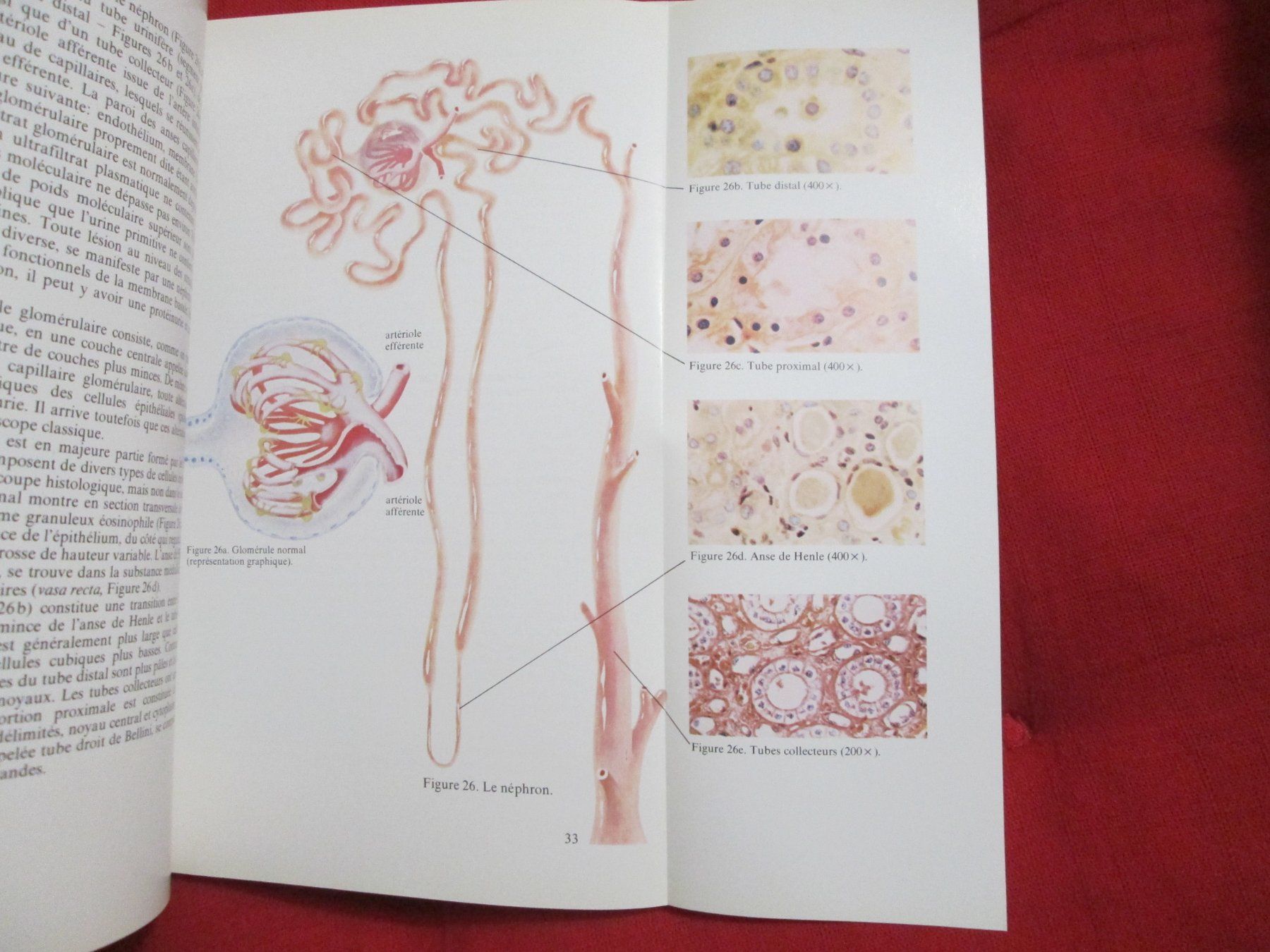 Libri: L'urine vue au microscope – Usato da Neuchâtel venduto da Dualseele 5