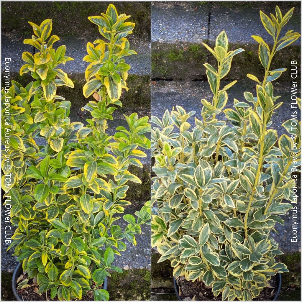 Pflanzen & Samen: Euonymus Japonicus ‘Aureus’ oder 'Bravo' - immergrün – Neu und originalverpackt aus Adliswil von TAKEYOURPLANT