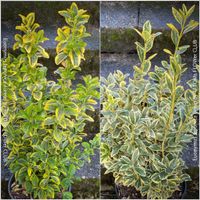 Euonymus Japonicus ‘Aureus’ oder 'Bravo' - immergrün