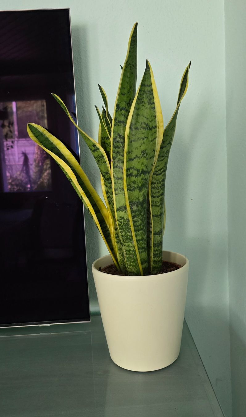 Piante & sementi: Sansevieria, Bogenhanf Zimmerpflanze mit Topf – Nuovo (secondo la descrizione) da Aarburg venduto da Glitzerschein 2