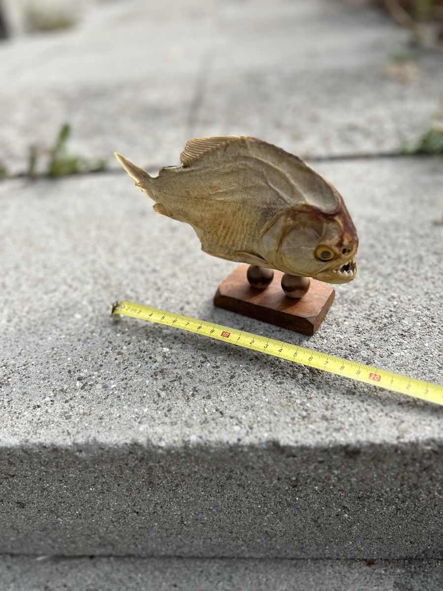 Il mondo degli animali: Piranha 20 cm – Usato da La Sagne NE venduto da Matlasape 2