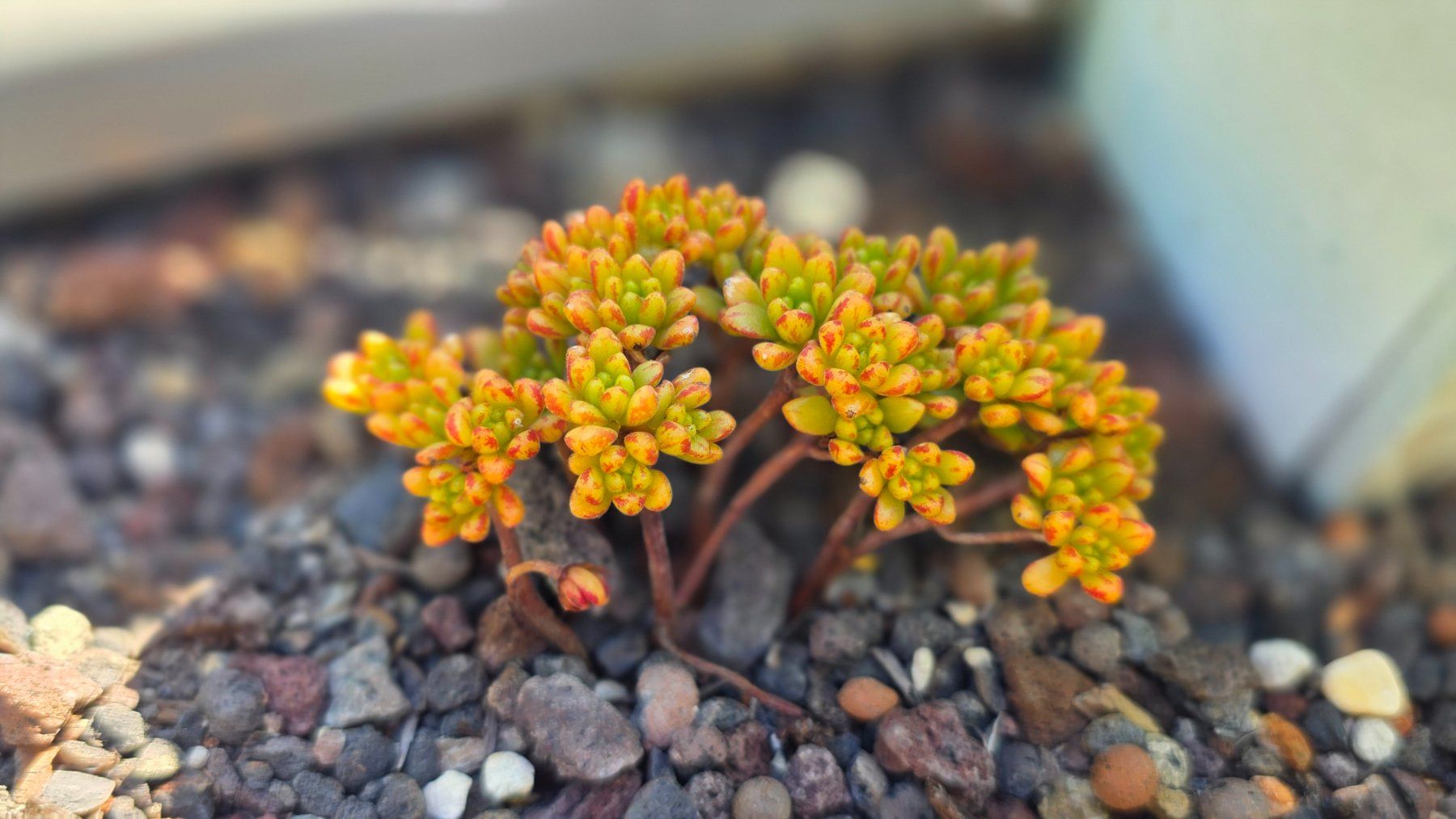 Piante & sementi: Aeonium sedifolium – Nuovo (secondo la descrizione) da Zürich venduto da The_Plant_Wizard 1