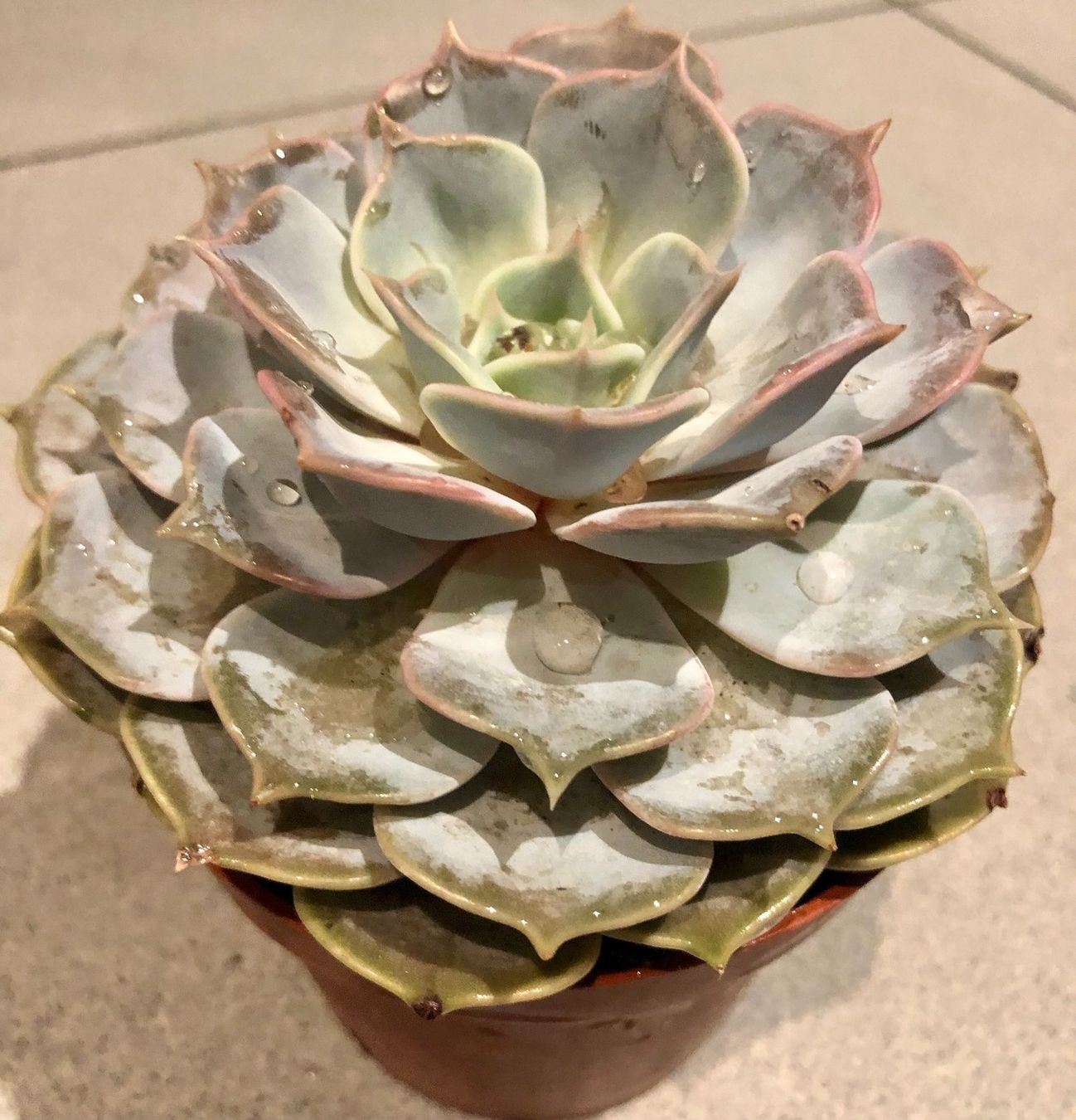 Plantes & graines: Sukkulente  lilacina “GHOST” 20 ↕️ – Neuf avec emballage d'origine à Rovio par POSITIFFARTandPLANTS 8