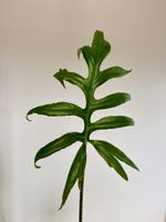 🌿 Alocasia brancifolia – Rhizome / Corm
