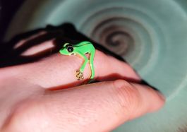 Frosch Ring 🐸 Grössenverstellbar - Super Niedlich 🐸