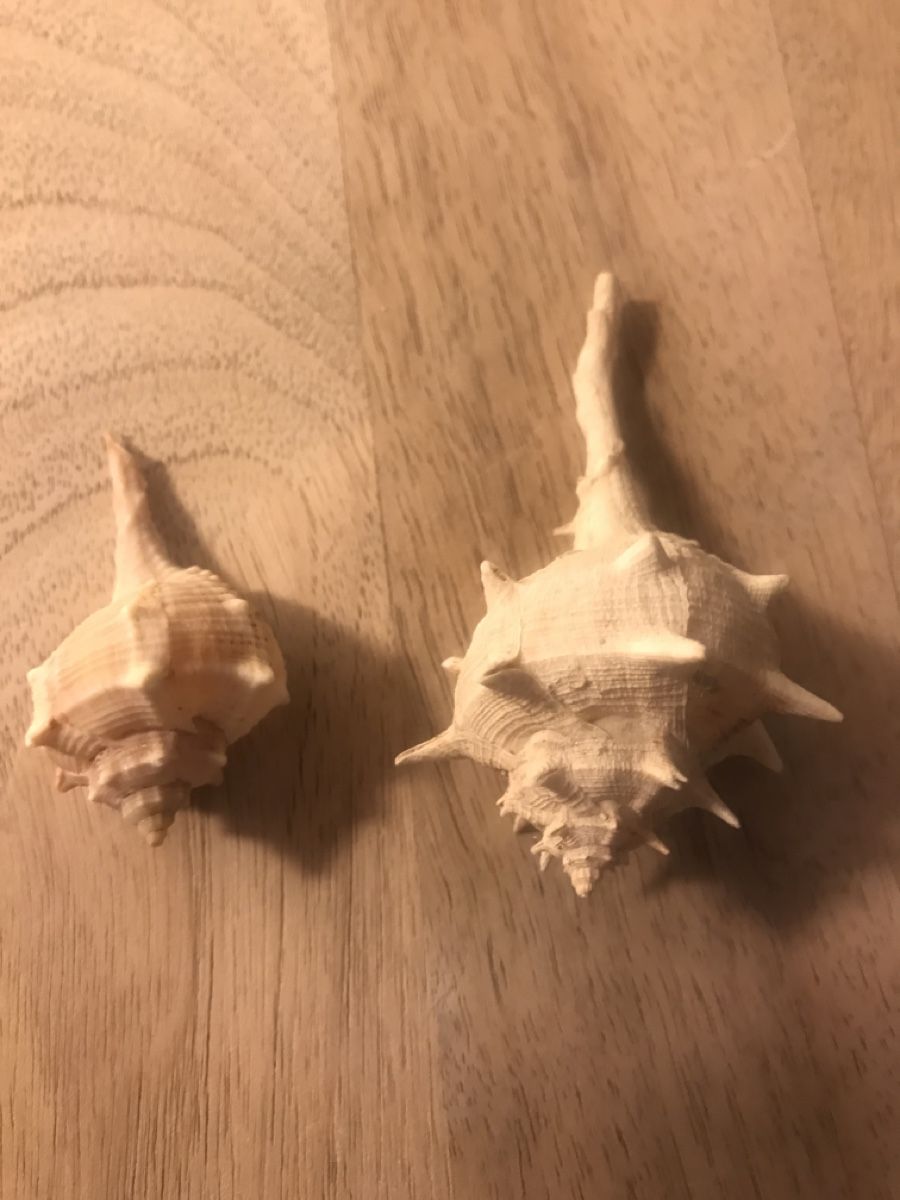 Fossilien: Schnecke Muschel 2 Stück – Gebraucht aus Thalwil von mabara42