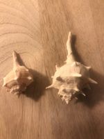 Schnecke Muschel 2 Stück
