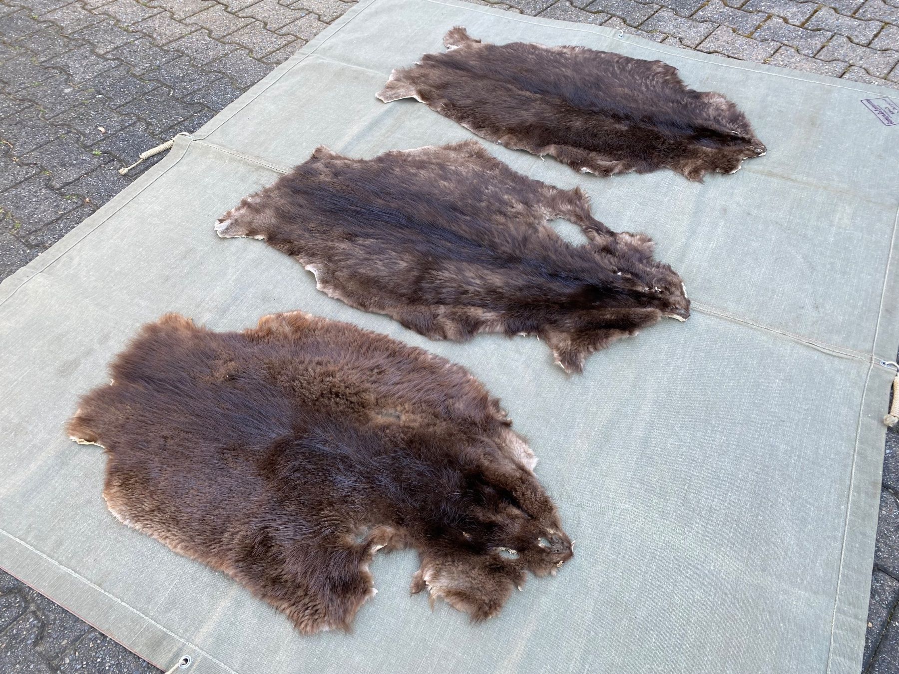 Il mondo degli animali: 3 schöne gegerbte Biberfelle – Usato da Feldbach venduto da Olive1 3