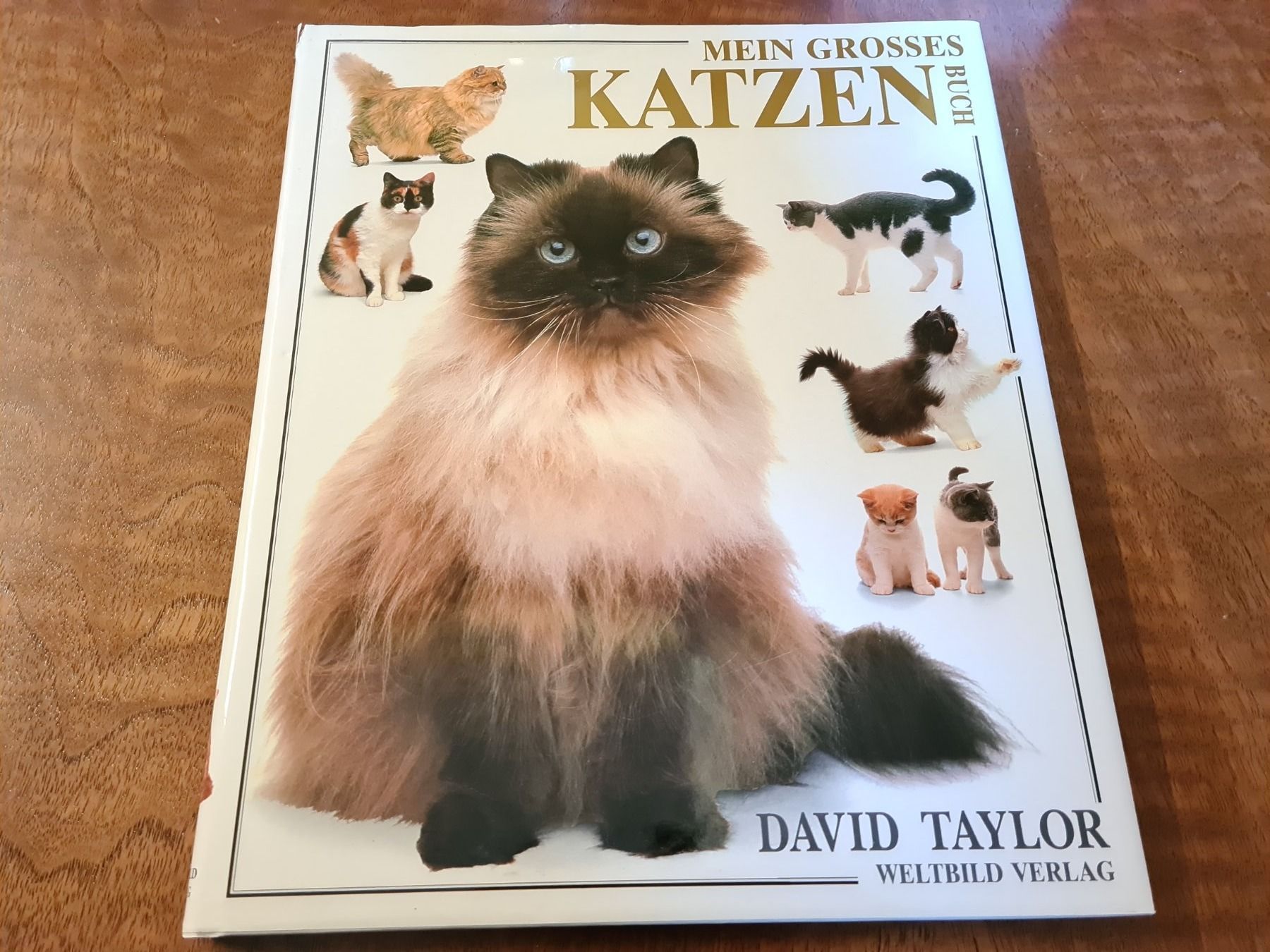 Libri: MEIN GROSSES KATZEN BUCH – Usato da Erstfeld venduto da Mario_boe0