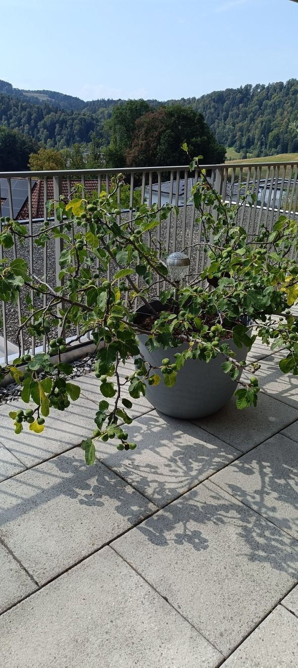 Piante & sementi: Schöner Feigenbaum mit Topf – Usato da Winterthur venduto da ninoemi01