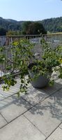 Schöner Feigenbaum mit Topf