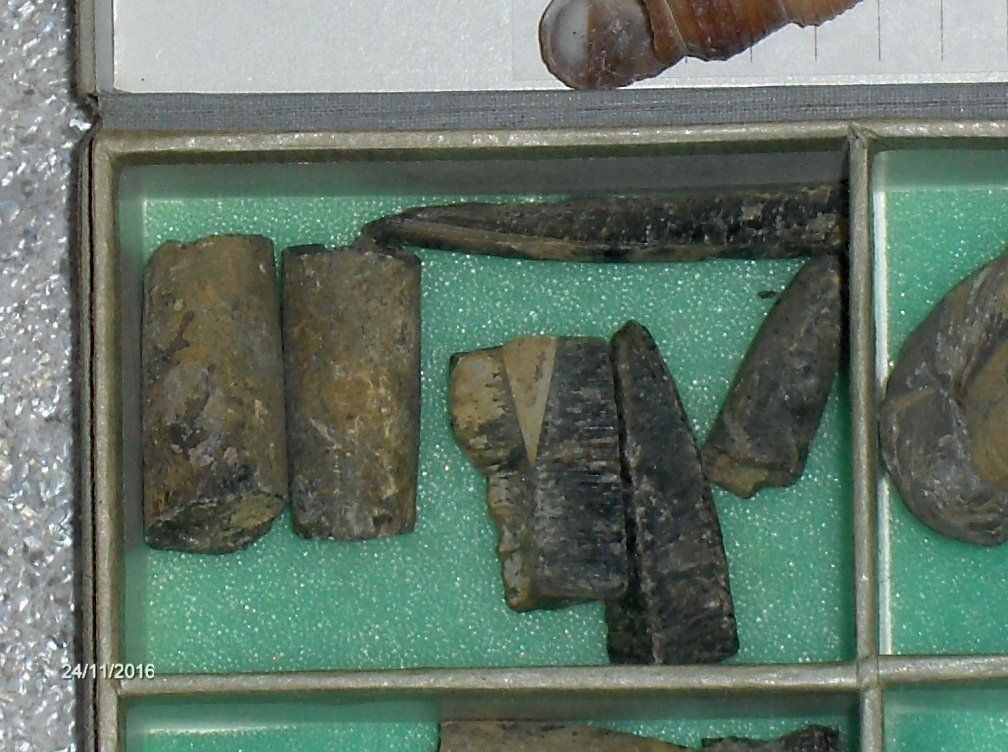 Fossilien: Fossilien Versteinerung  Sammeln Steinzeit – Gebraucht aus Schlattingen von Schmidi50 2