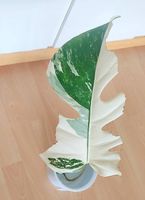 Monstera Deliciosa Albo Variegata 2.