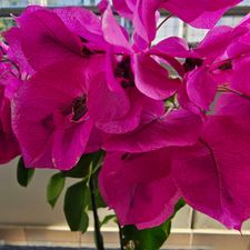Profile image of mariposa024