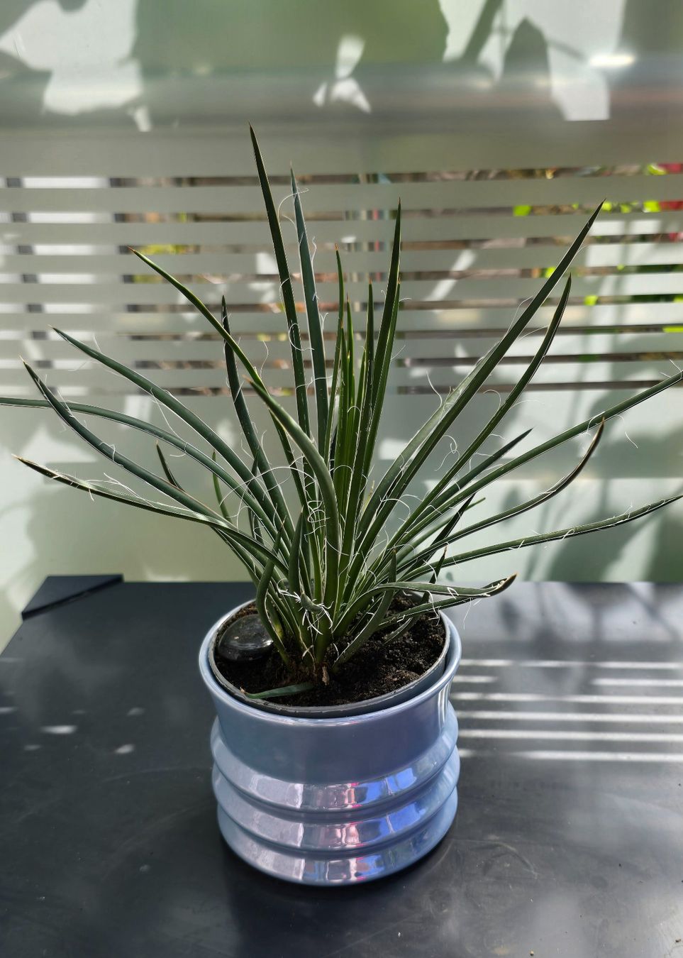 Piante & sementi: Agave multifilifera – Nuovo (secondo la descrizione) da Aarburg venduto da Glitzerschein 4