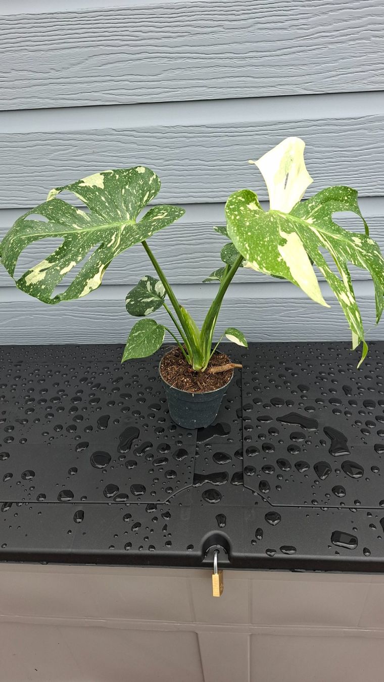 Plantes & graines: Monstera thaï constellation – D'occasion à Les Brenets par glo_267f 1