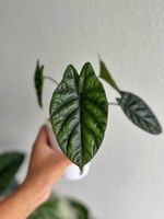 Alocasia Sinuata Albo (Dark Variegation)
