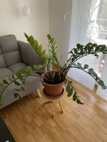 Zamioculcas Zamiifolia Pflanze Topf ca 75cm hoch