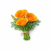 Kalifornischer Goldmohn