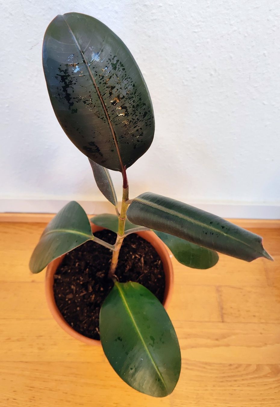 Pflanzen & Samen: Ficus Elastica – 54 cm avec pot – Gebraucht aus Carouge GE von for_8yym 1