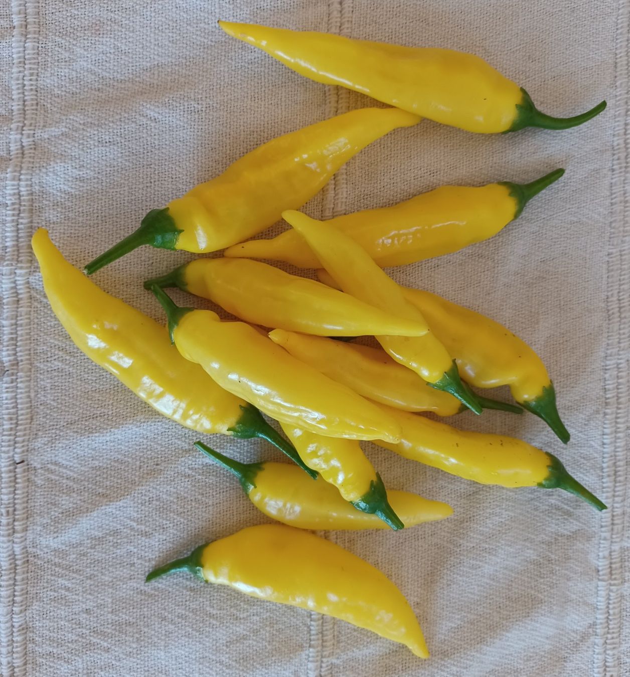 Pflanzen & Samen: Samen Chili Lemon Drop 2025 10Stk. – Gebraucht aus Schwaderloch von bademeister79 1