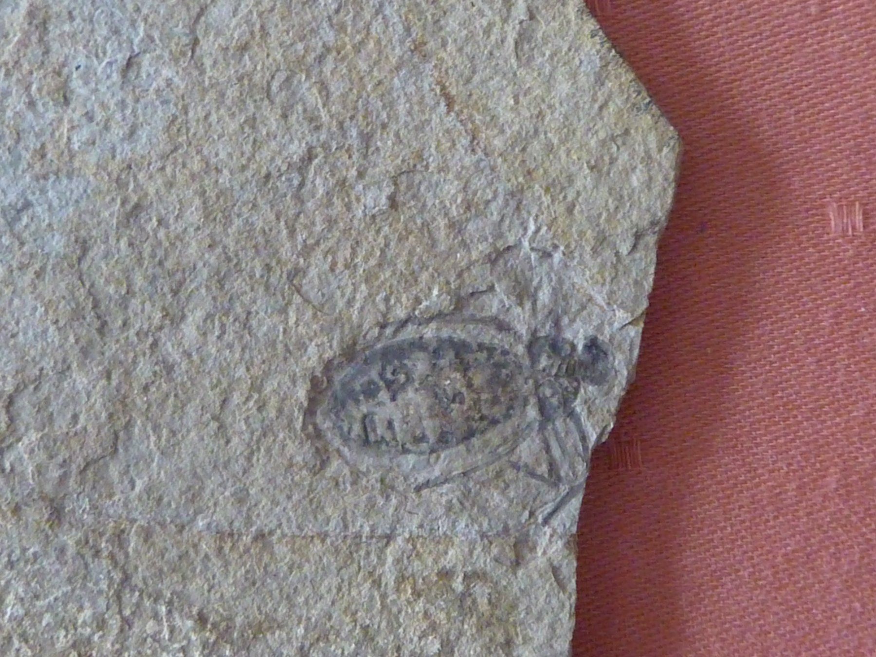 Fossili: Libelle, seltene Versteinerung – Usato da Triengen venduto da Nussbaum14