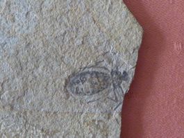 Libelle, seltene Versteinerung