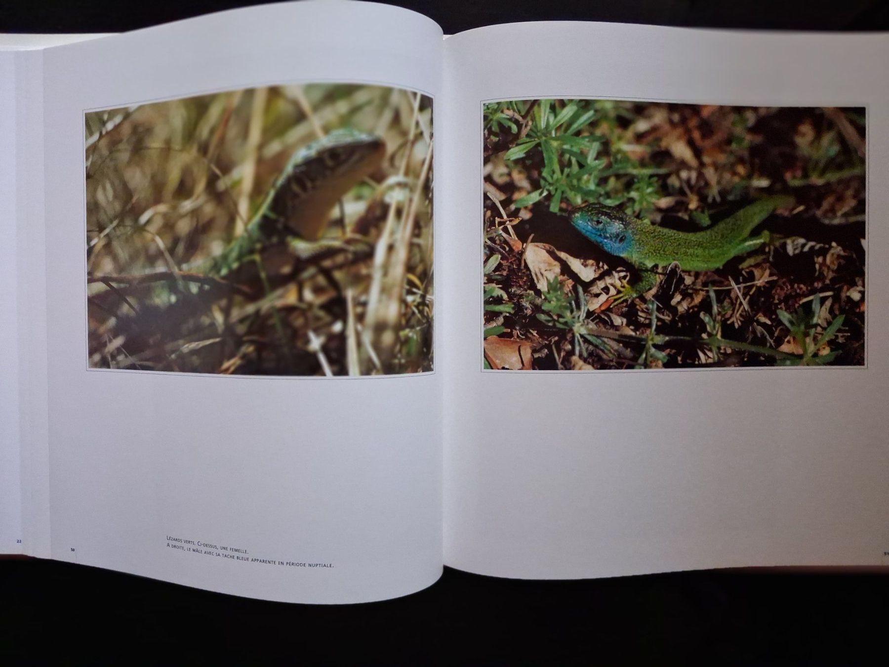 Bücher: NATURE Genève -Moulin-de-Vert, Réserve naturelle - 1995 - EO – Gebraucht aus Cartigny von pgc_fk9s 6
