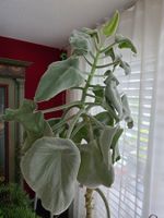 Kalanchoe Beharensis - Elefantenohr - Grosse Zimmerpflanze