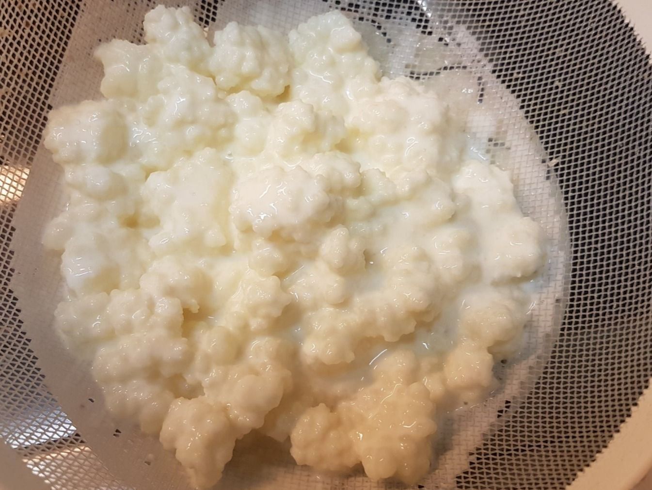 Cibi & Specialità: Kefir-Pilze – Nuovo (secondo la descrizione) da Stettlen venduto da Waldwichtel 1