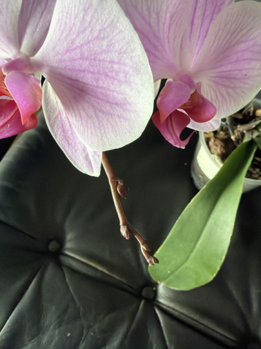 Piante & sementi: Wunderschöne Orchidee mit zarten Blüten, Zimmerpflanze – Usato da Opfershofen TG venduto da dan_nxk8 2