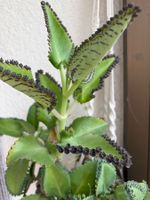 Brutblatt Ableger