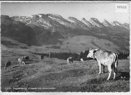 Toggenburg - Frosalp mit Churfirsten - Kuhherde vaches