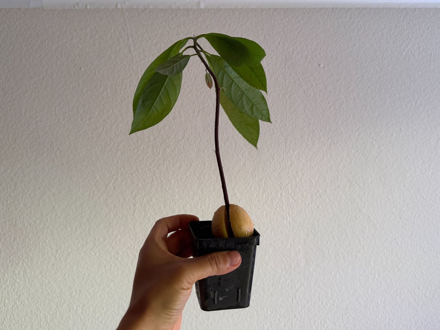 Piante & sementi: Avocado Baum – Usato da Schlieren venduto da Edgar_k 3