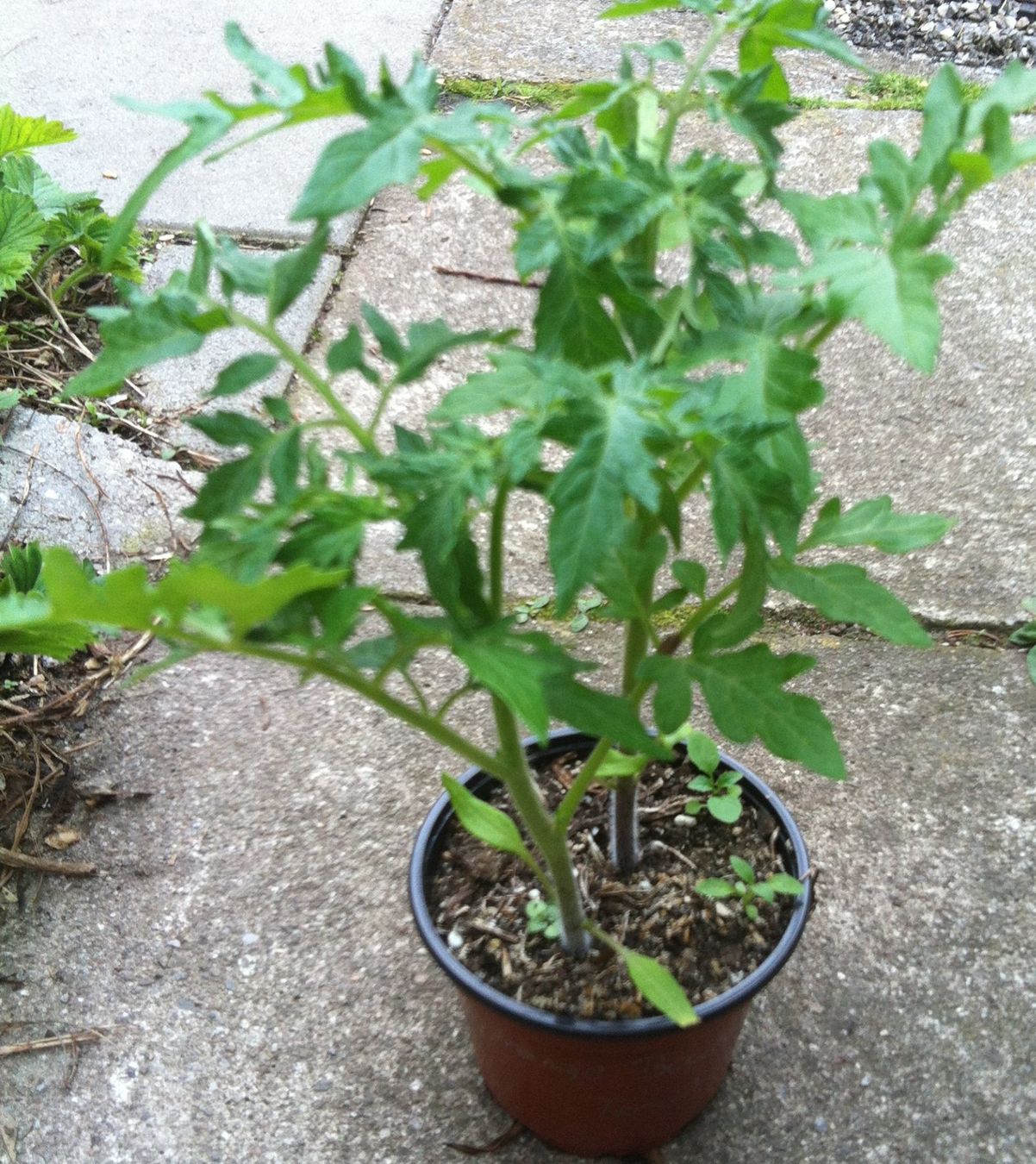 Piante & sementi: Cocktailtomate lila - Setzling! – Nuovo (secondo la descrizione) da Steffisburg venduto da Petroselium 1