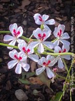 Pelargonium Echinatum mit zarten weiss-roten Blüten