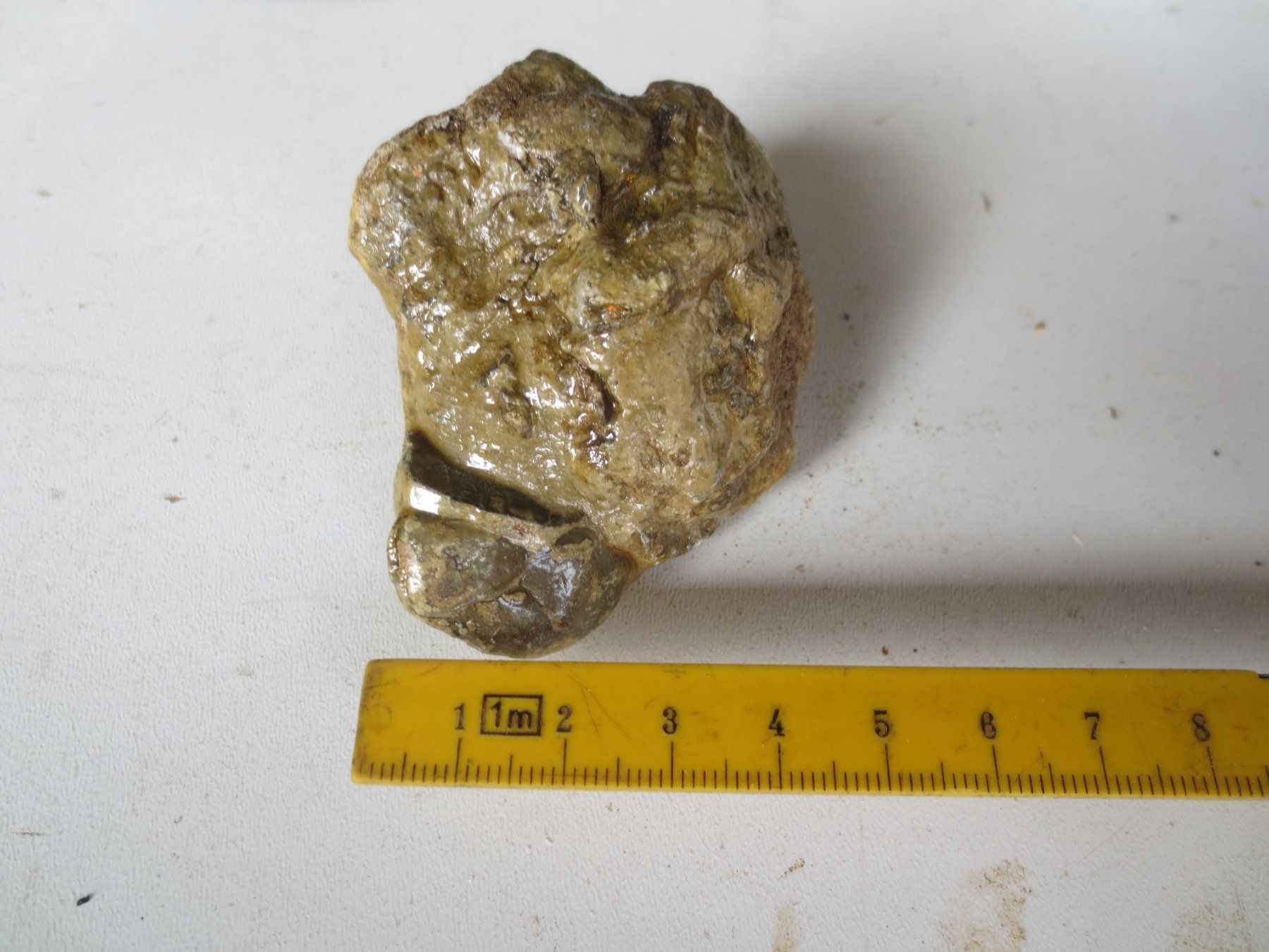 Minéraux & Lithothérapie: Fossil – Neuf (Voir description) à Weier im Emmental par waefler03 2